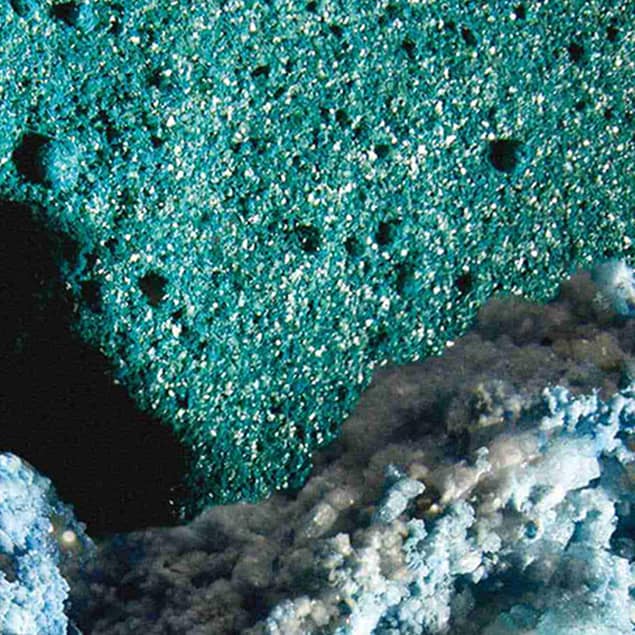 Close up image of bluey green coral with rough texture.